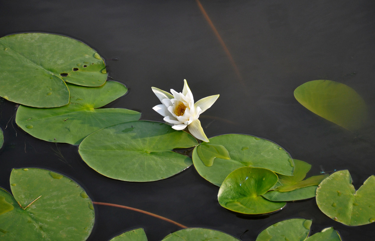 Image of Nymphaea alba specimen.