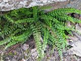 Asplenium trichomanes. Вегетируещее растение. Красноярский край, Эвенкийский р-н, Государственный природный заповедник \"Тунгусский\"; пр. берег р. Подкаменная Тунгуска, юго-западный склон сопки, курумник. 29.06.2018.