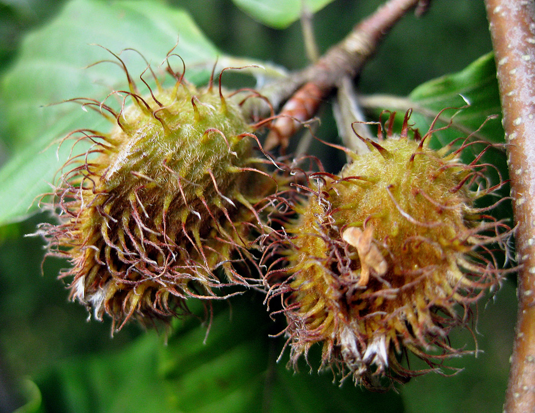 Изображение особи Fagus sylvatica.