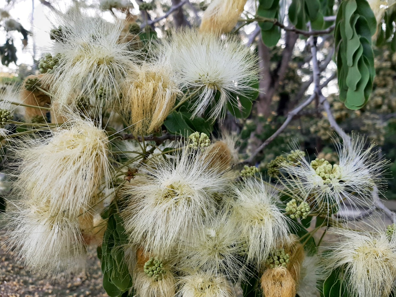 Image of Albizia lebbeck specimen.