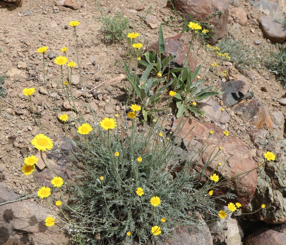 Изображение особи Tanacetum tabrisianum.