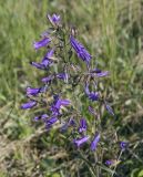 Campanula sibirica. Соцветие. Пермский край, Кунгурский р-н, окр. с. Каширино, долина р. Сылва, обнажение гипсов, задернованный крутой склон. 06.06.2021.