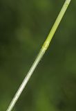 Bromopsis subspecies flexuosa