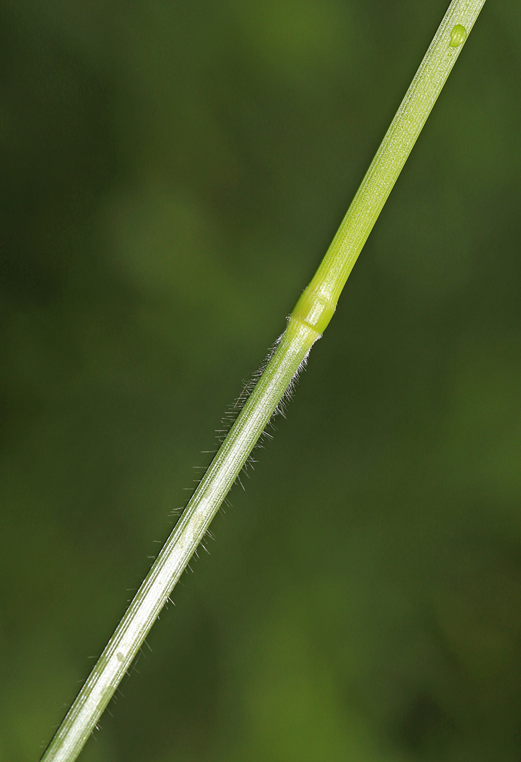 Image of Bromopsis pumpelliana ssp. flexuosa specimen.