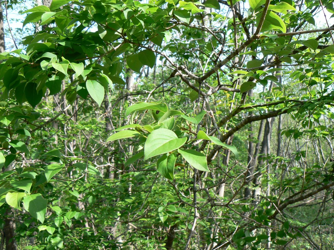 Image of Syringa amurensis specimen.