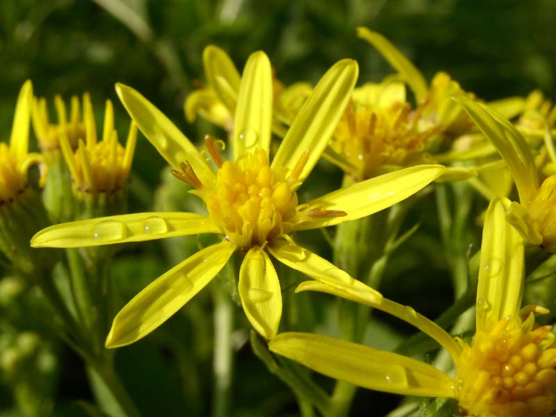 Image of Senecio sarracenicus specimen.