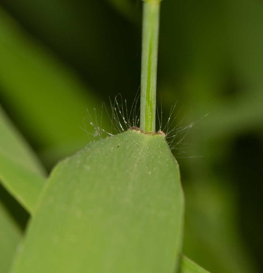 Image of Chasmanthium latifolium specimen.