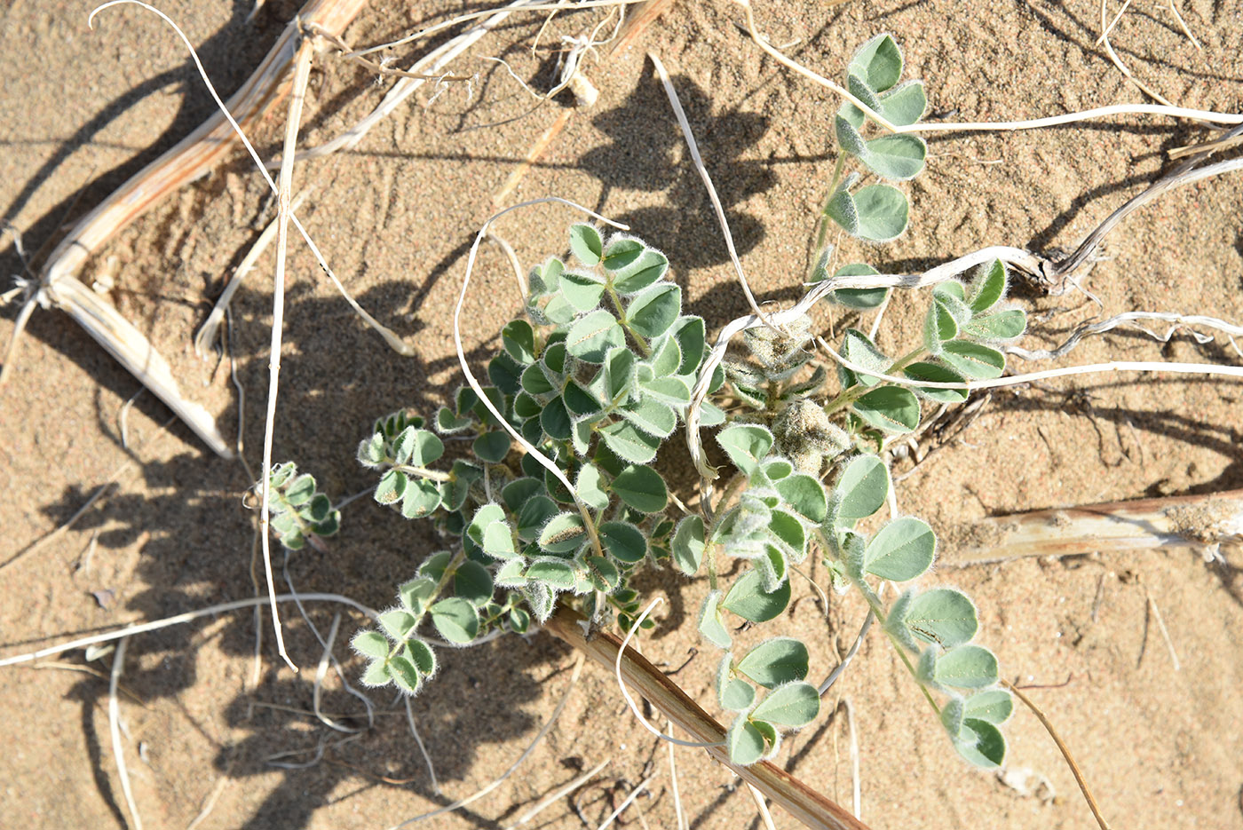 Image of Astragalus flexus specimen.