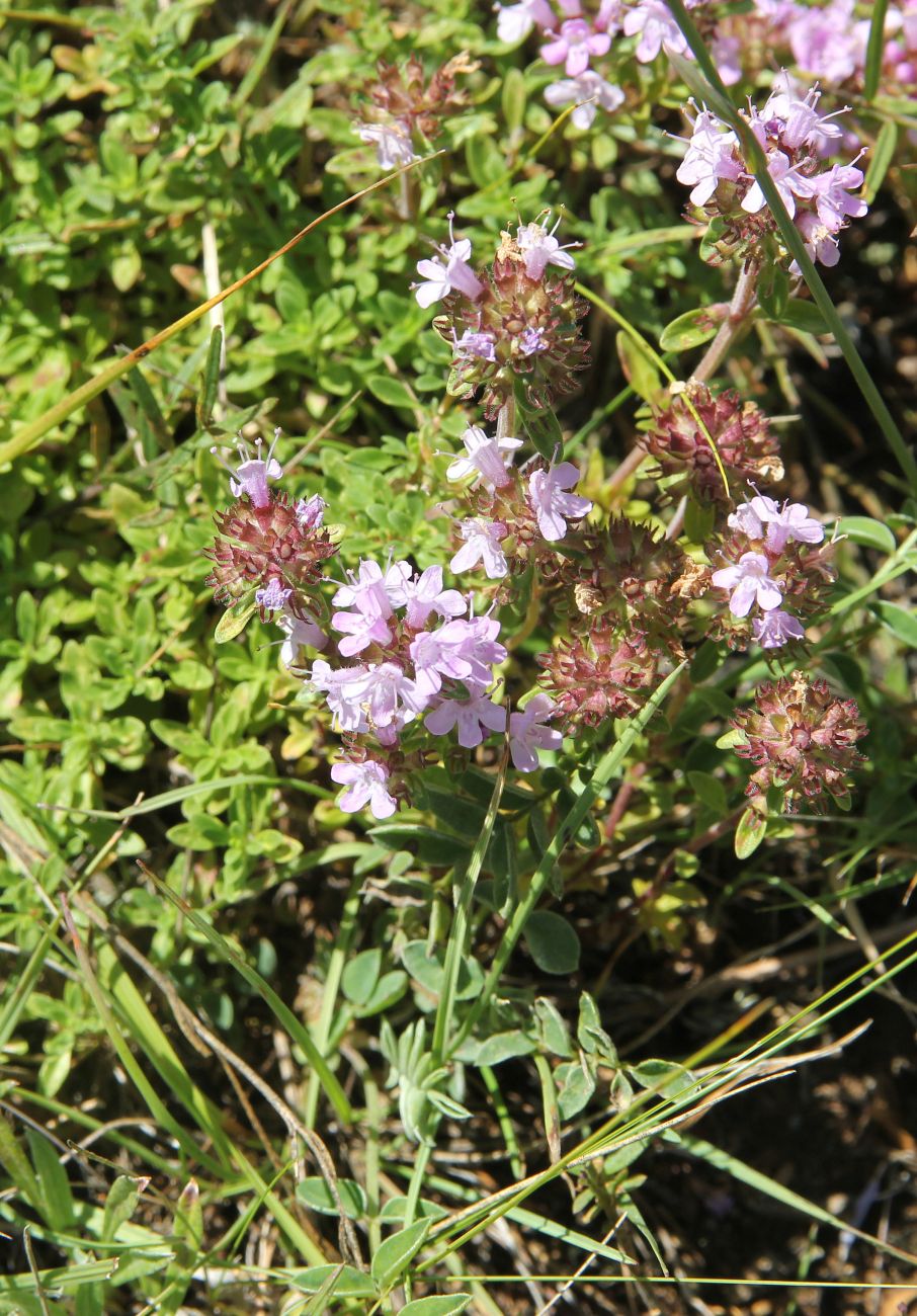 Изображение особи род Thymus.