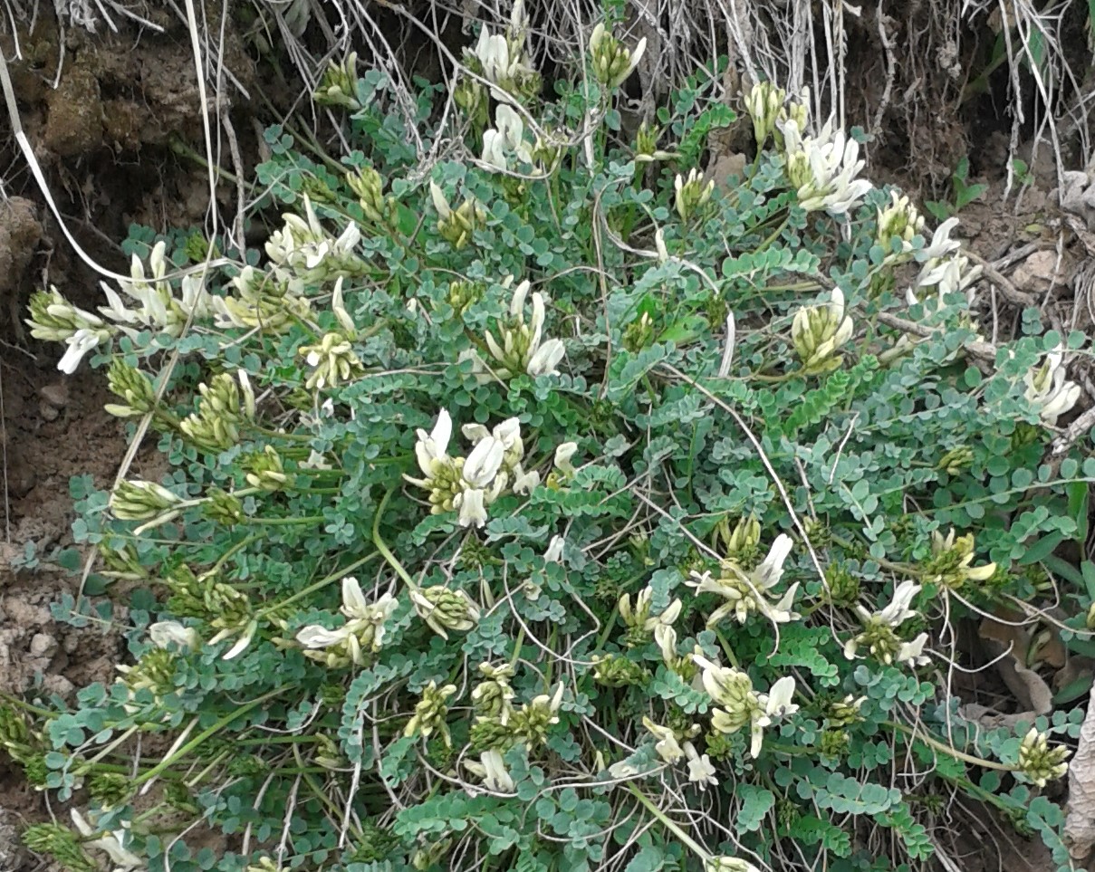 Изображение особи Astragalus achundovii.