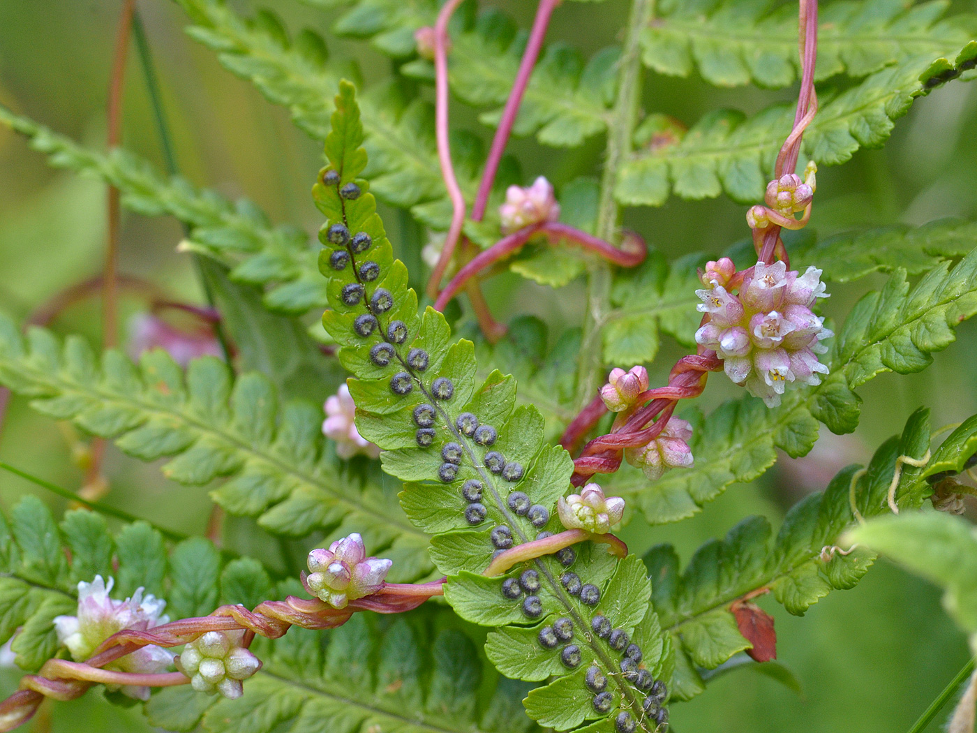 Изображение особи Cuscuta europaea.