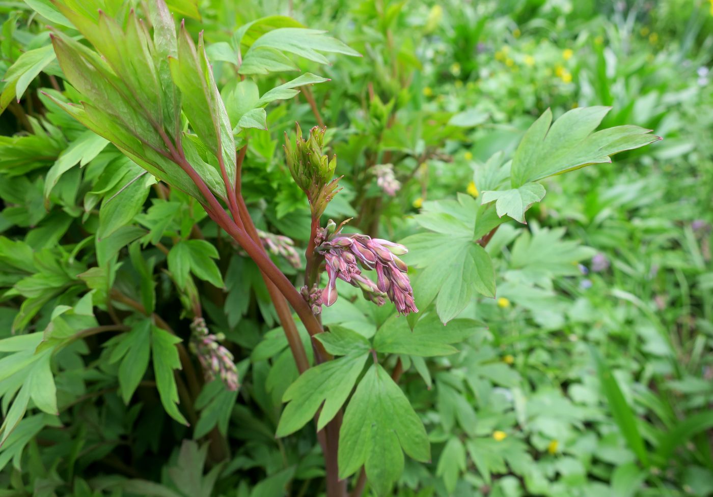 Image of Dicentra spectabilis specimen.