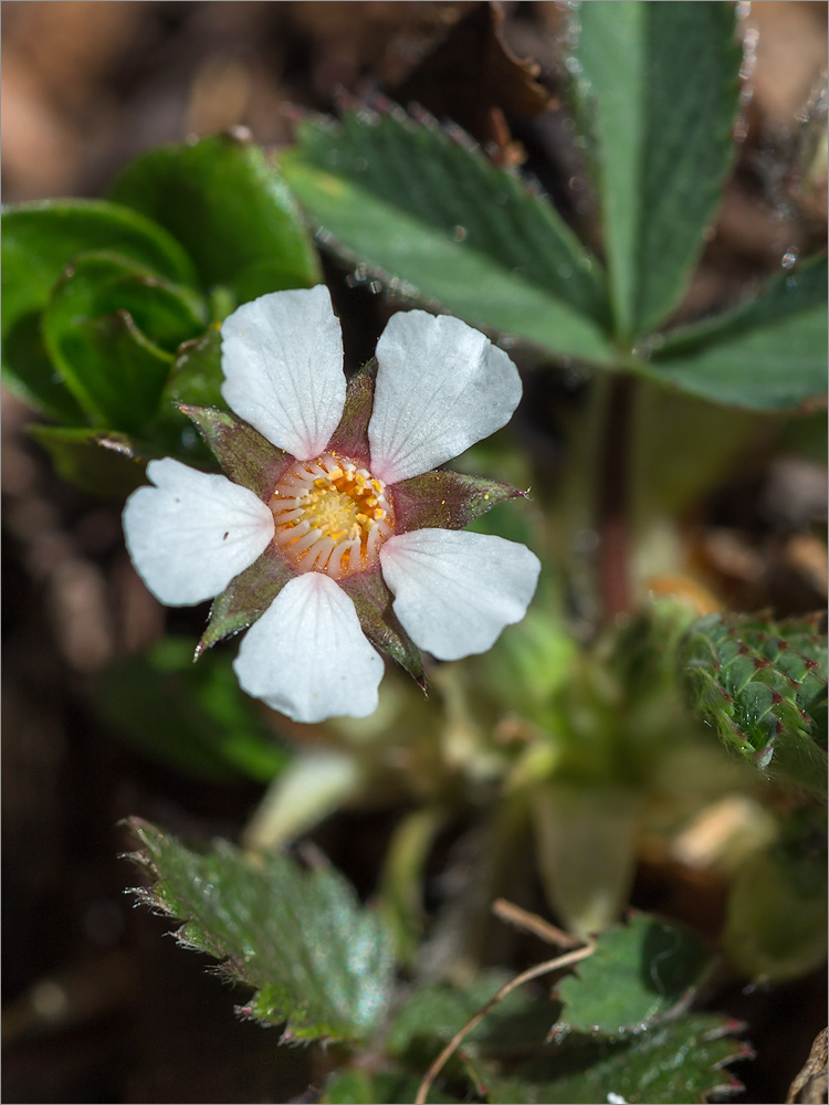 Изображение особи Potentilla micrantha.