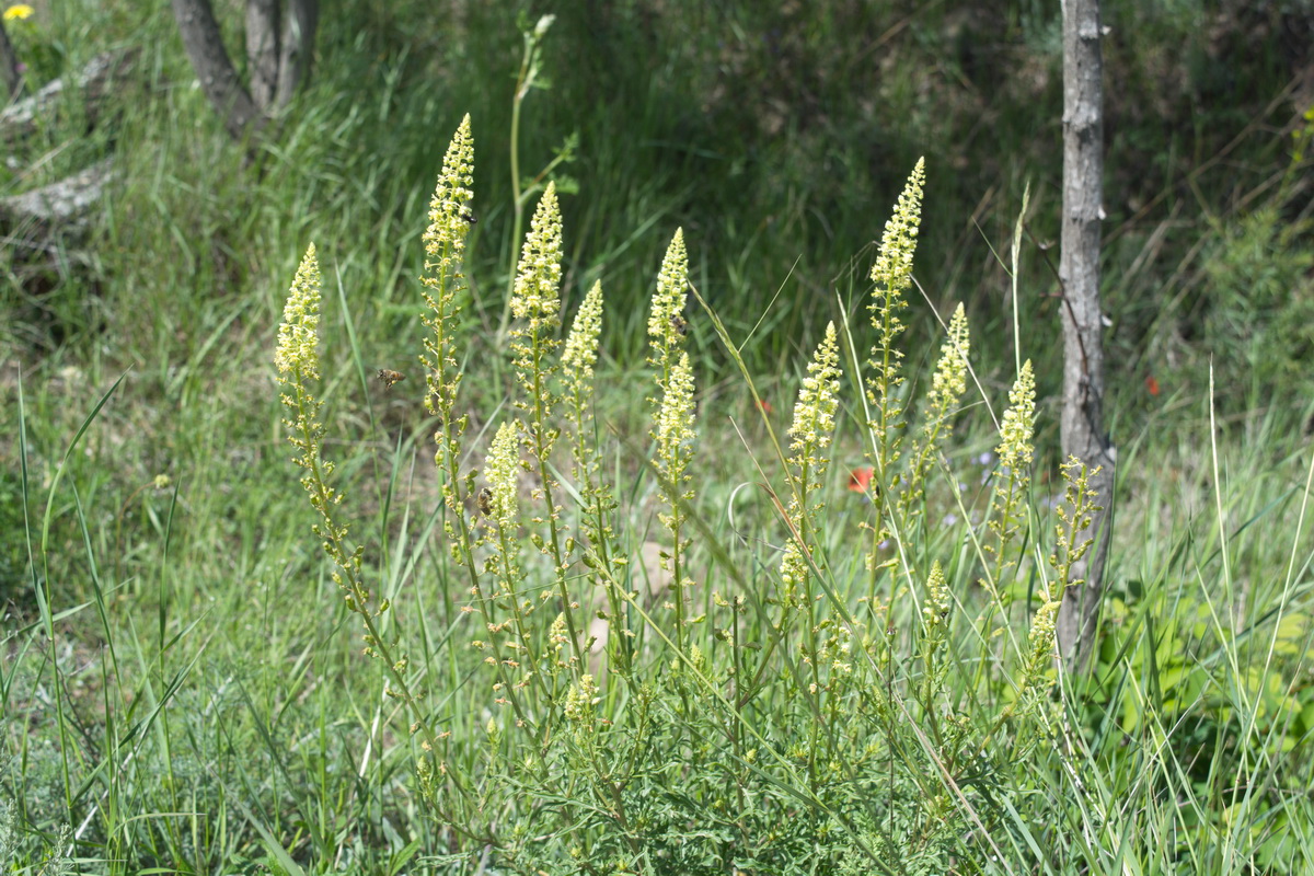 Image of Reseda lutea specimen.