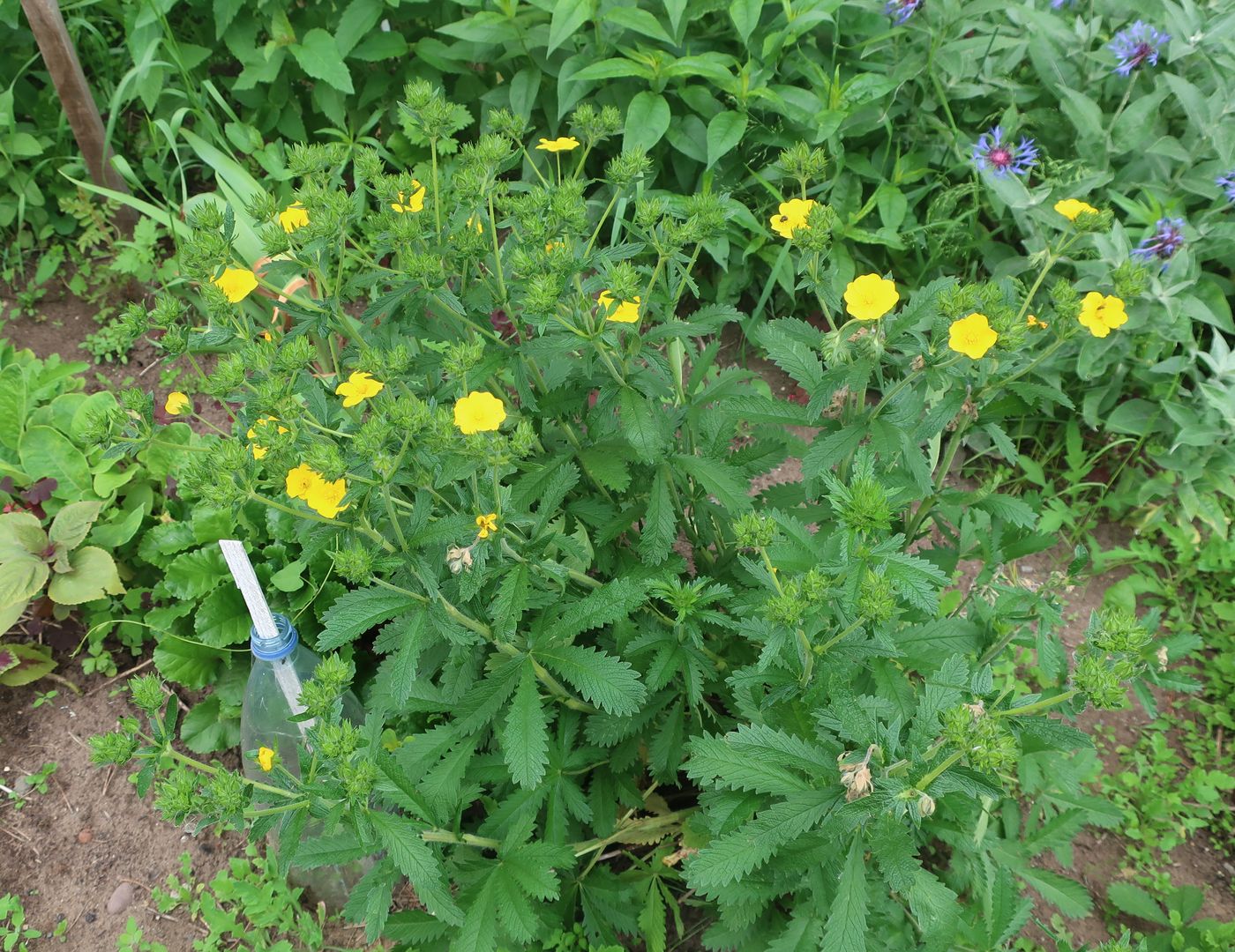 Image of genus Potentilla specimen.