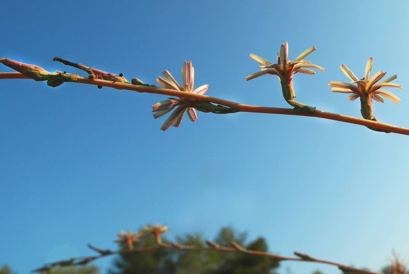 Image of Lactuca saligna specimen.