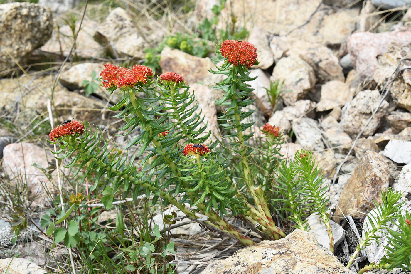 Image of Rhodiola linearifolia specimen.