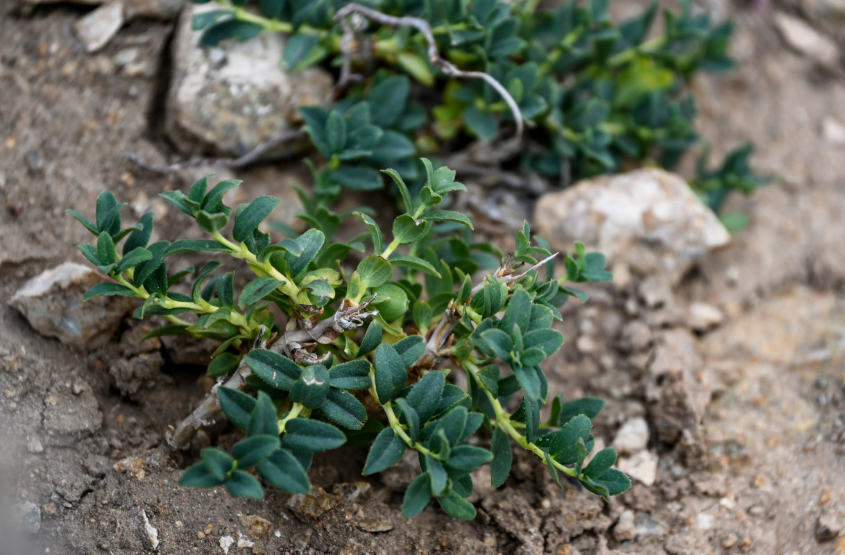 Image of Lonicera semenovii specimen.