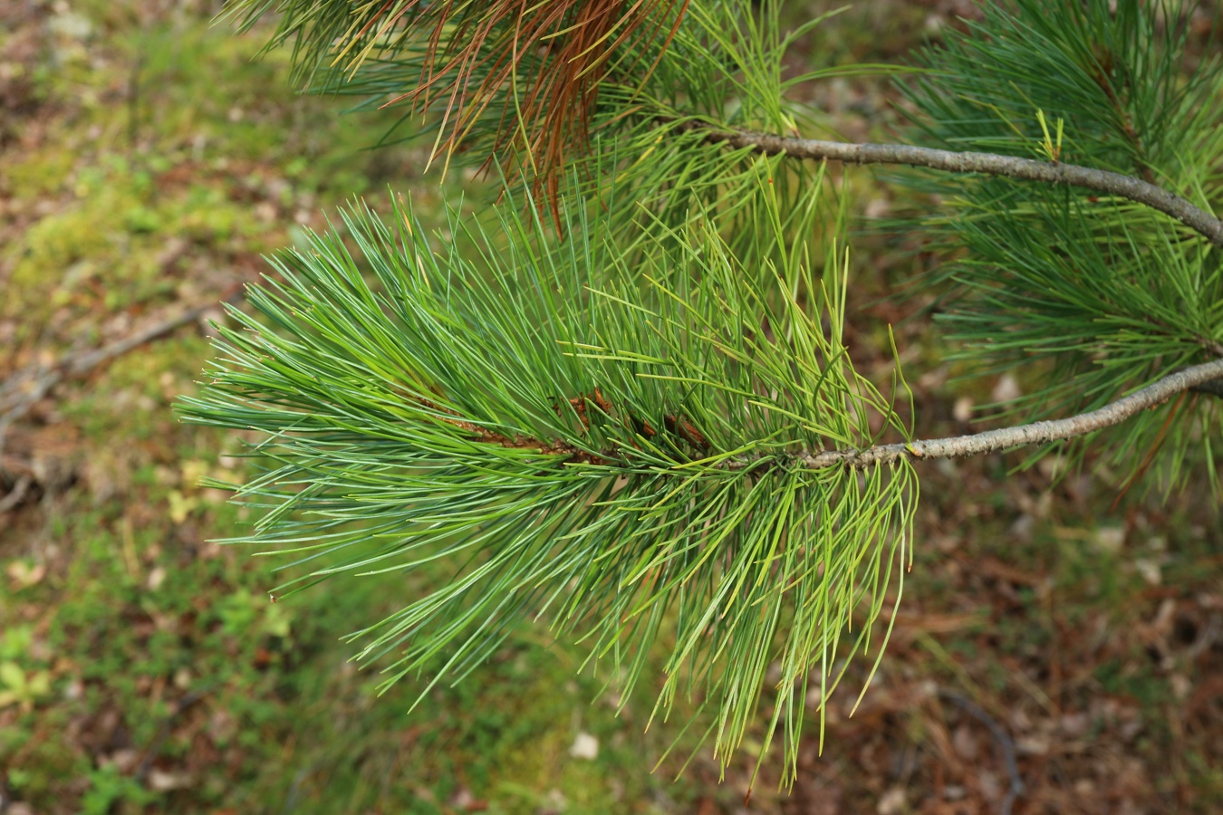 Изображение особи Pinus sibirica.