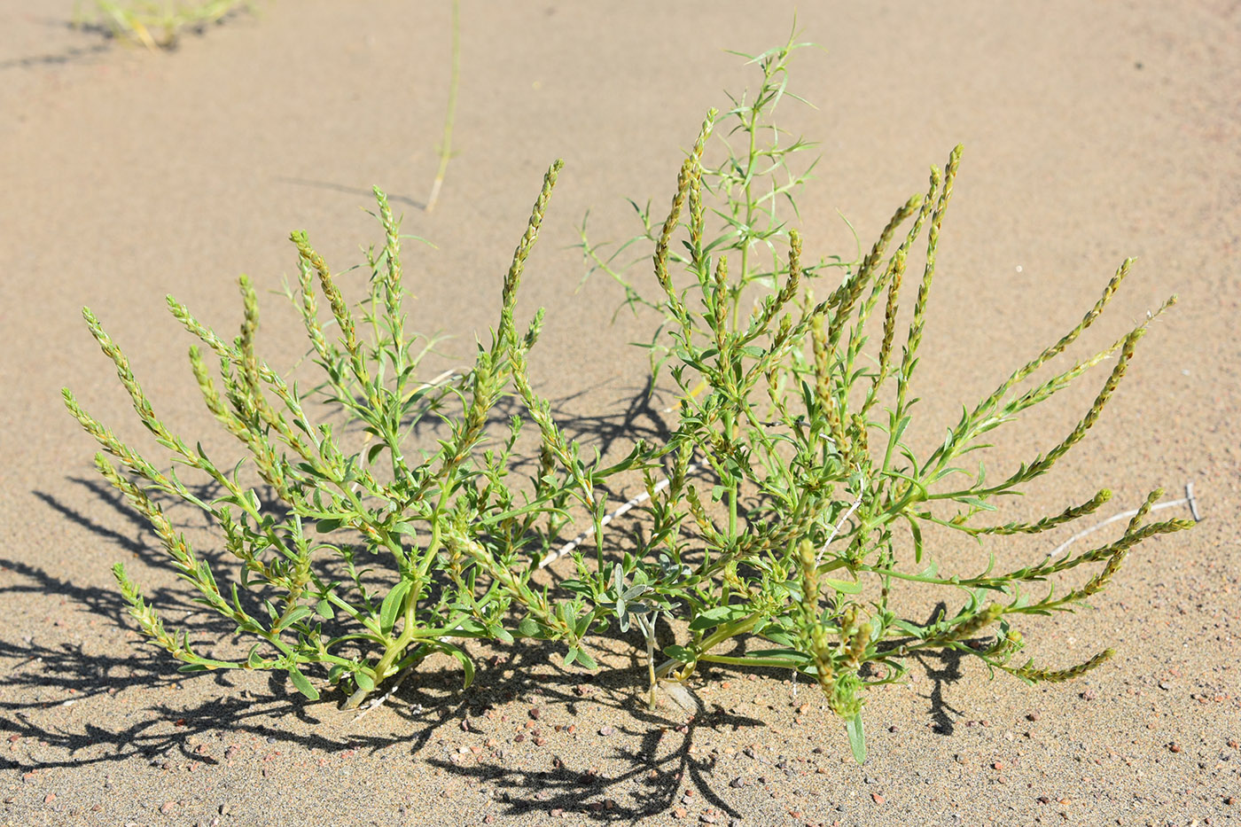 Image of Corispermum heptapotamicum specimen.