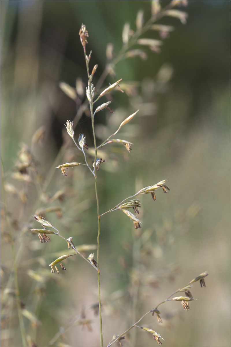 Изображение особи Festuca sabulosa.