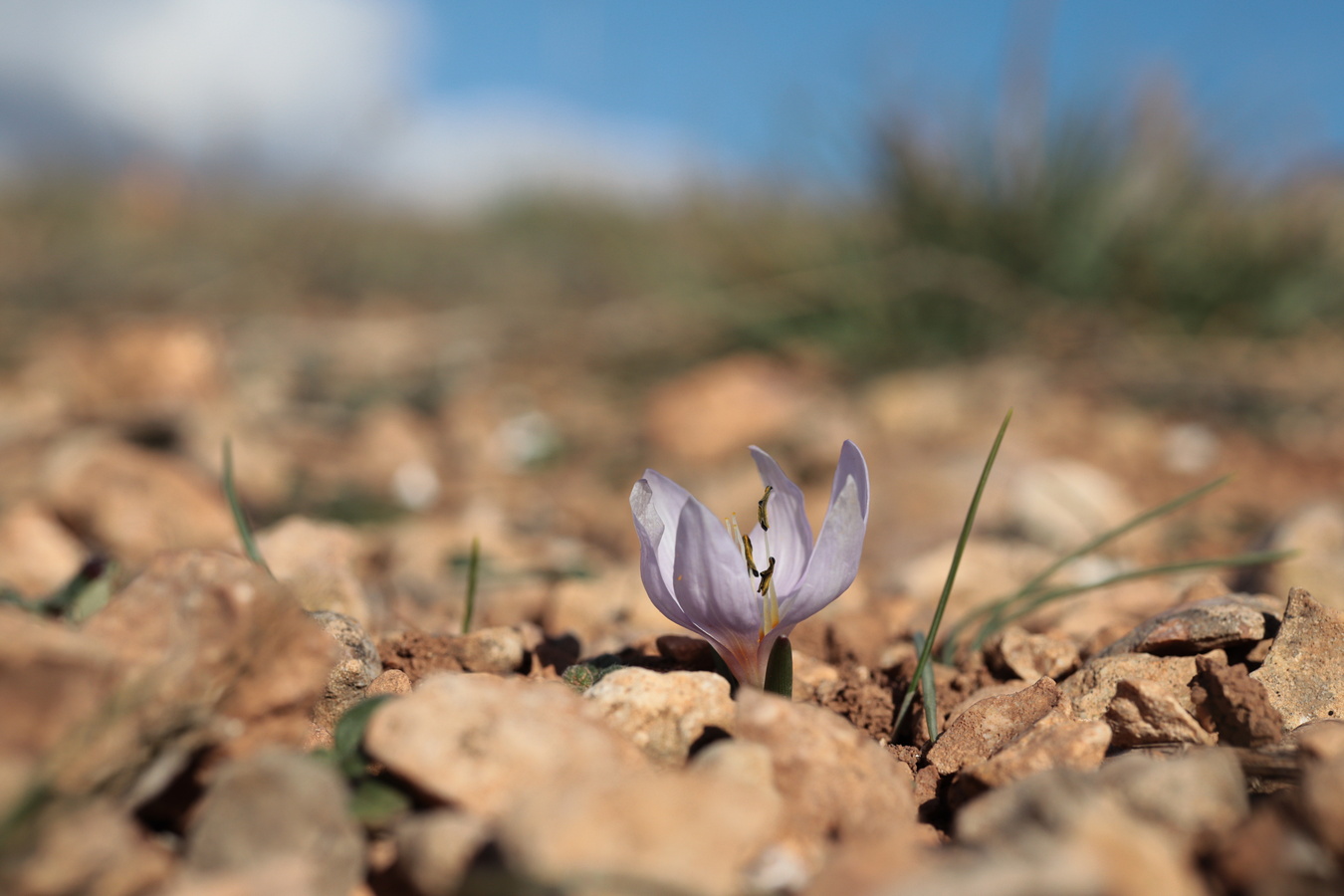 Изображение особи Colchicum triphyllum.