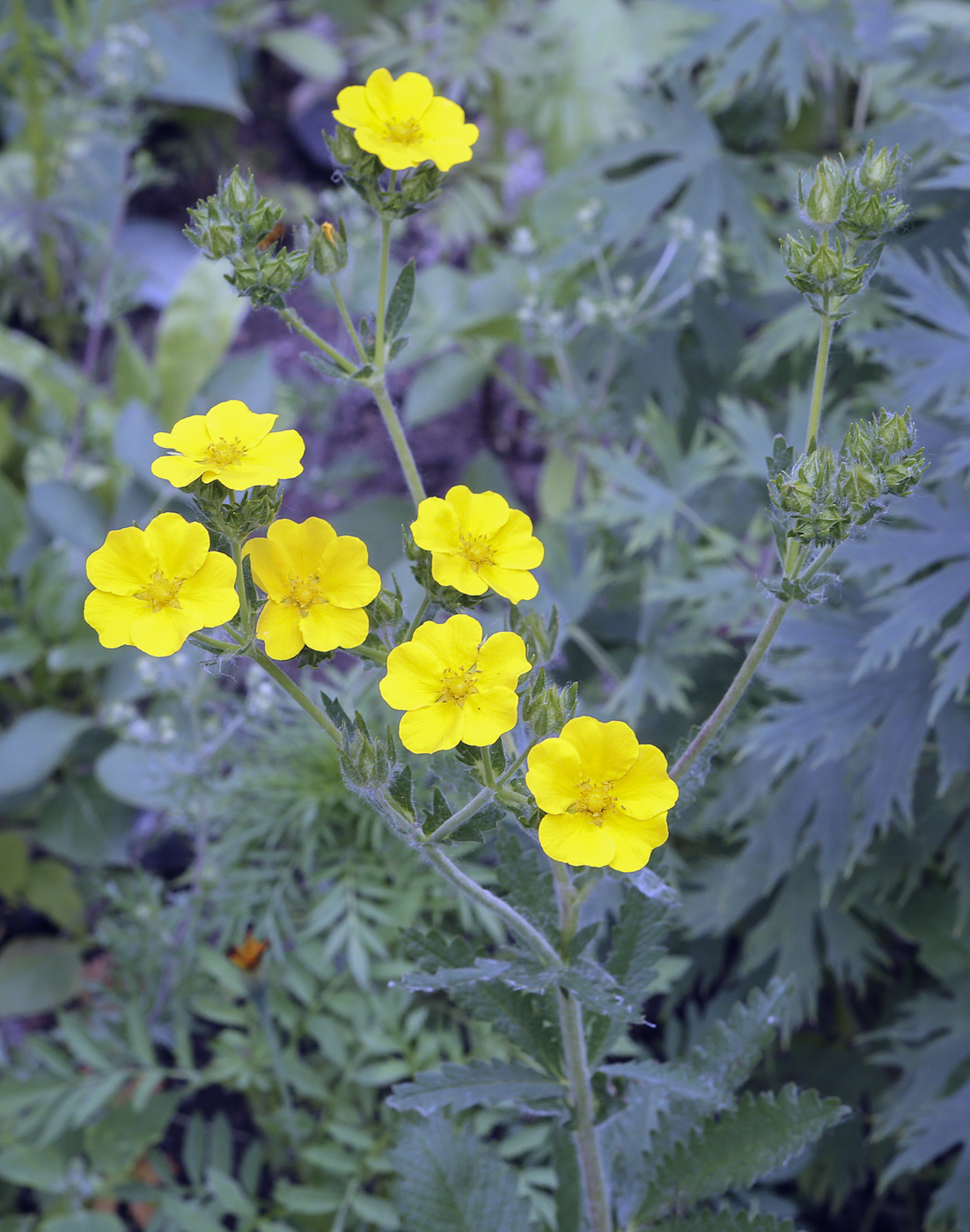 Изображение особи Potentilla recta.