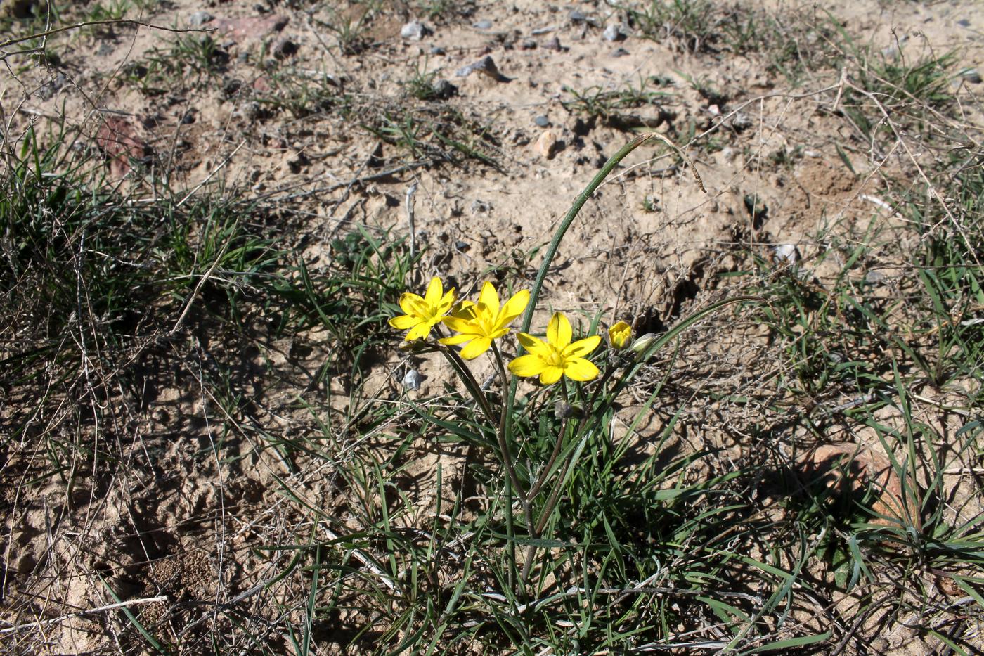 Image of genus Gagea specimen.