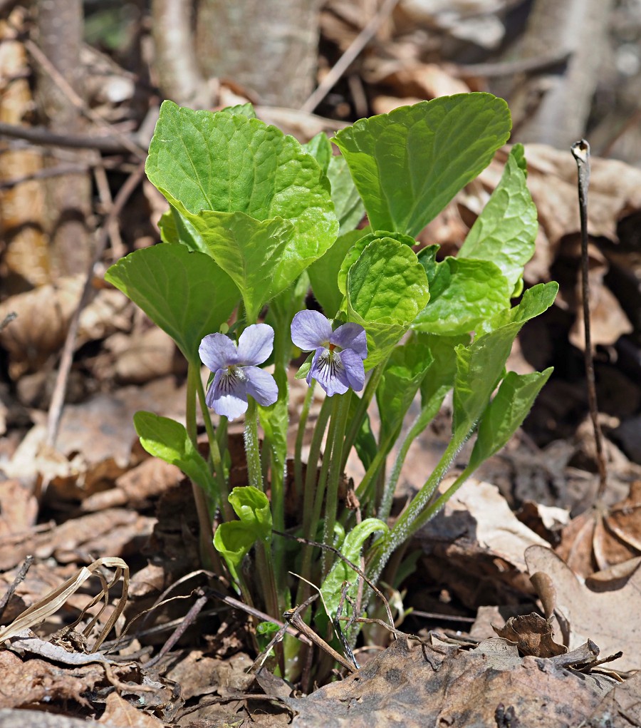 Image of Viola mirabilis specimen.