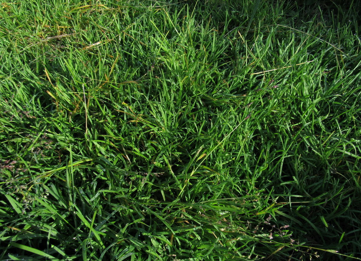 Image of Poa supina specimen.