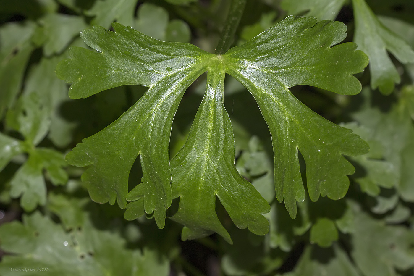 Image of Ranunculus sceleratus specimen.