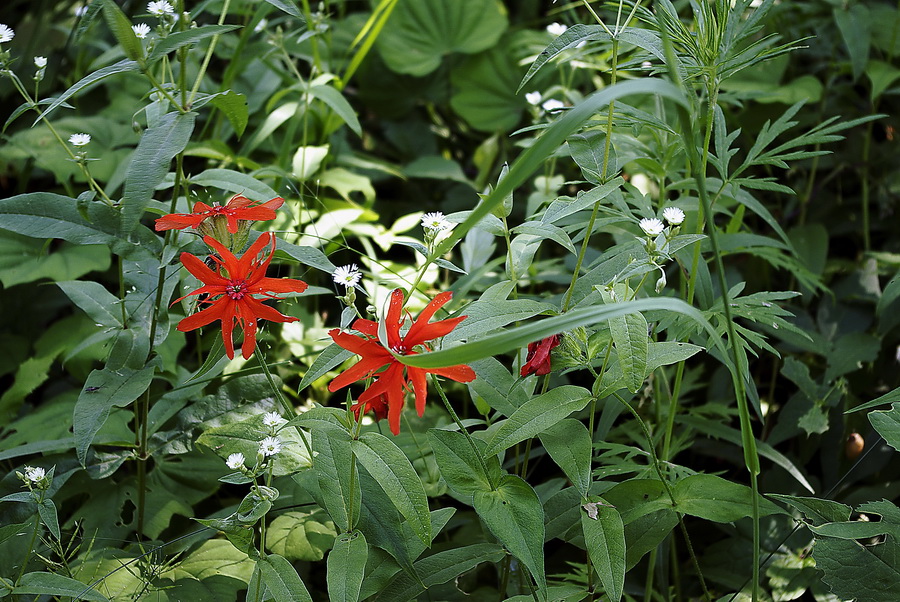 Изображение особи Lychnis fulgens.