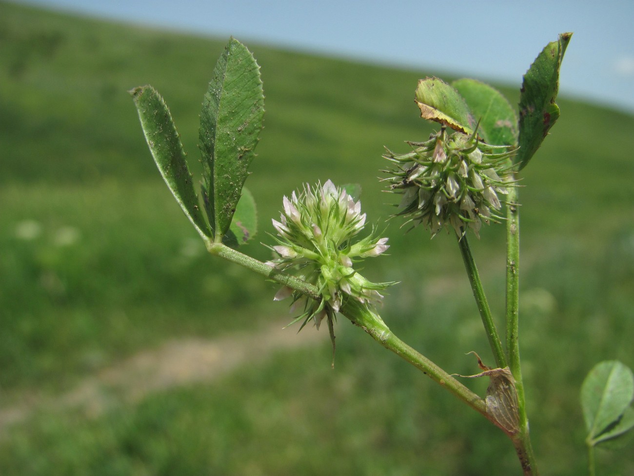 Изображение особи Trifolium retusum.