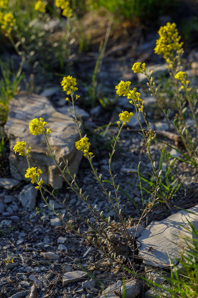 Image of Alyssum trichostachyum specimen.