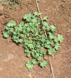 Malva parviflora