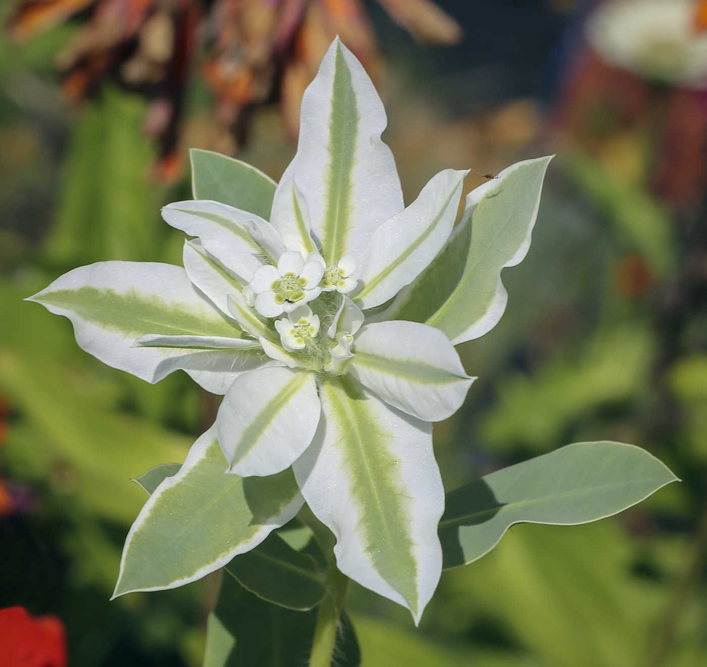 Изображение особи Euphorbia marginata.