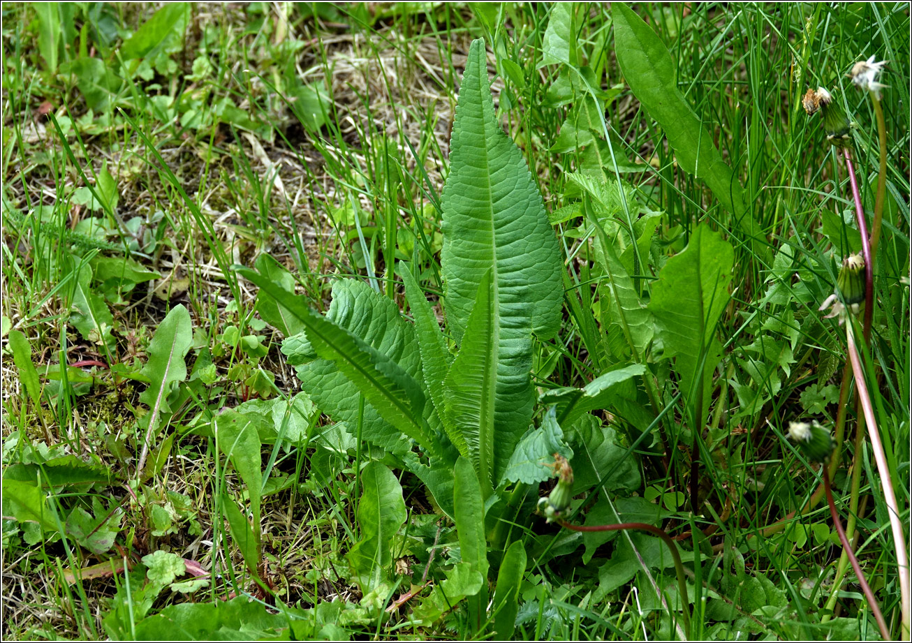 Image of Dipsacus fullonum specimen.