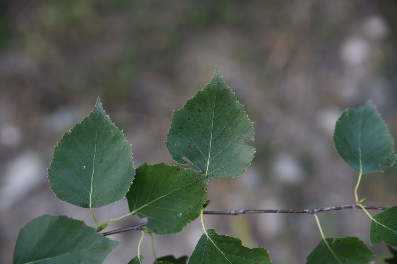 Image of genus Betula specimen.