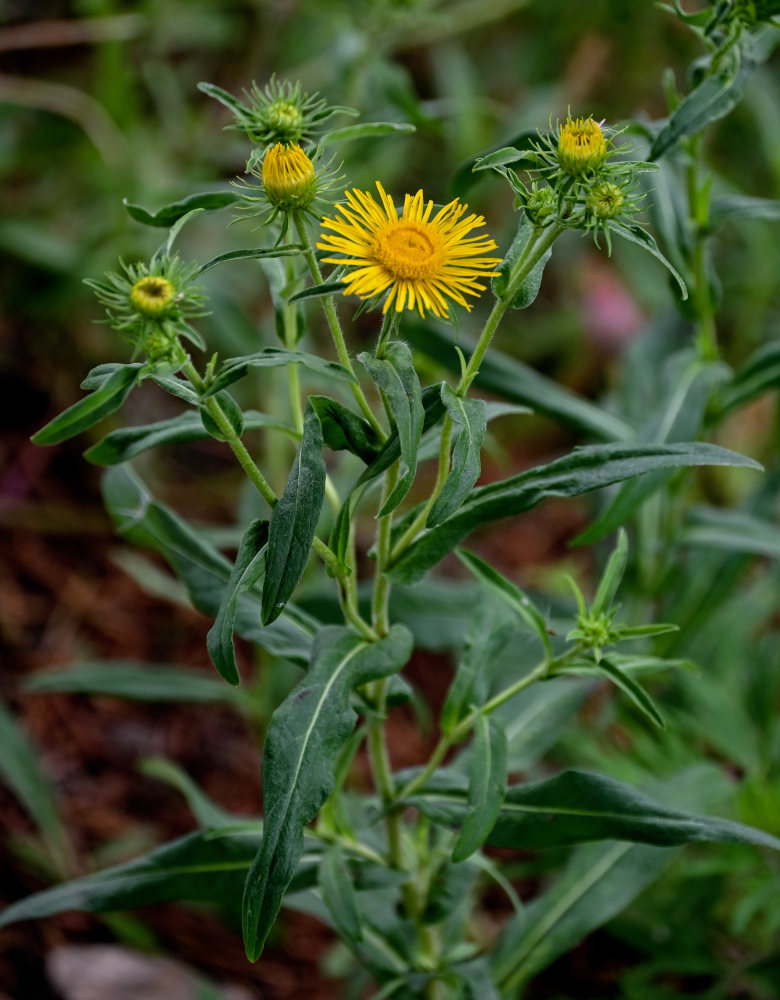 Image of Inula britannica specimen.