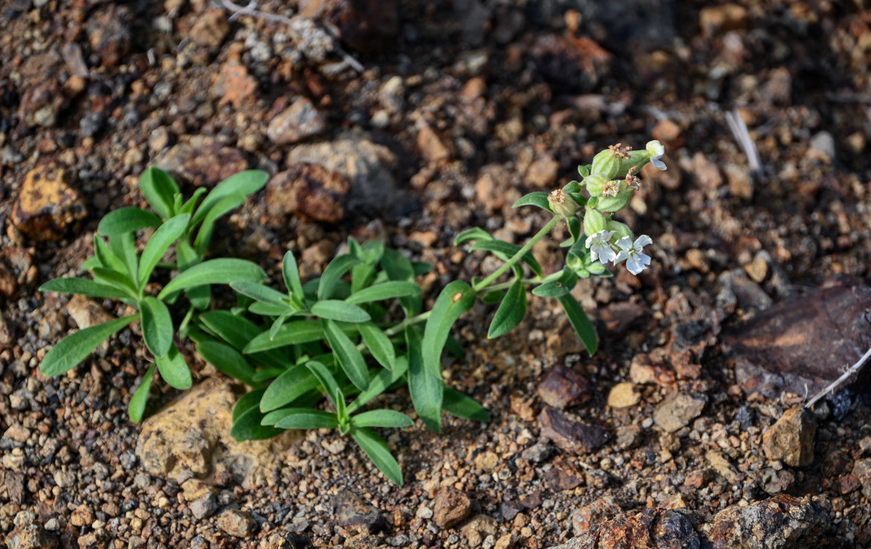 Image of Silene amoena specimen.