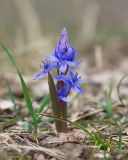 Scilla bifolia. Цветущее растение. Краснодарский край, Крымский р-н, окр. станицы Неберджаевская, ур. Темрючки, дубово-грабовый лес. 16.03.2024.