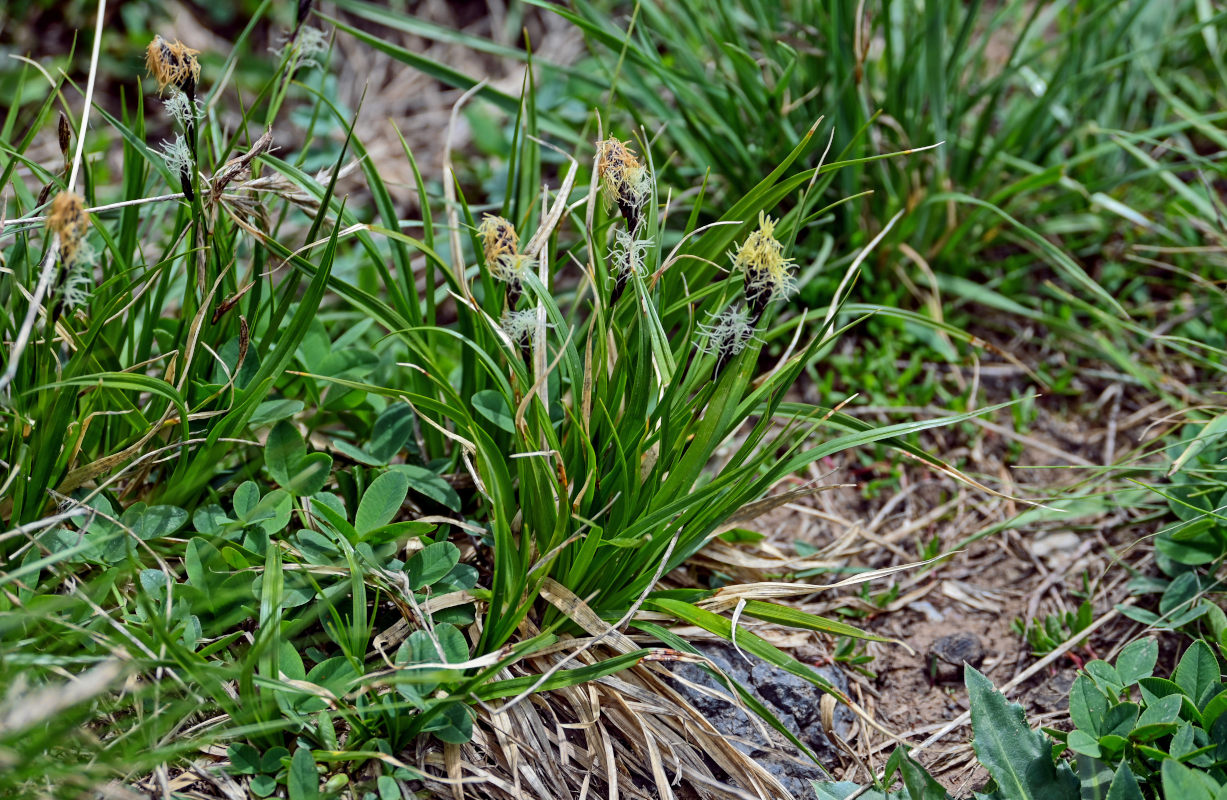 Image of genus Carex specimen.