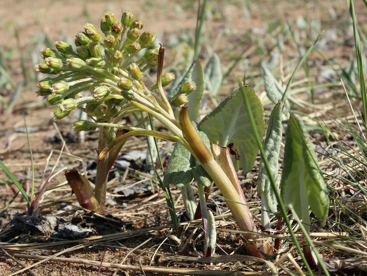 Изображение особи Petasites spurius.