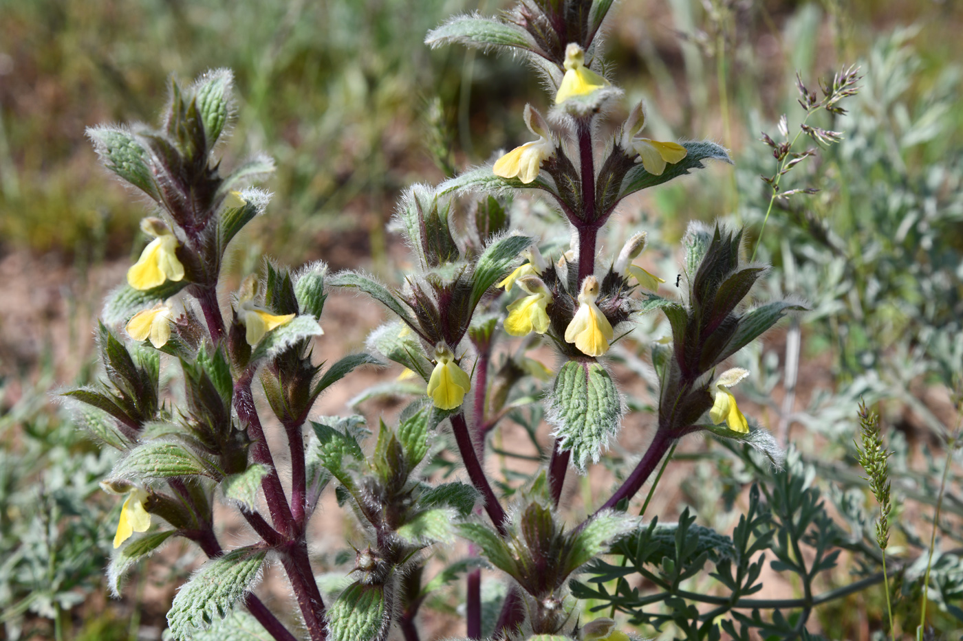 Изображение особи Paraeremostachys dshungarica.