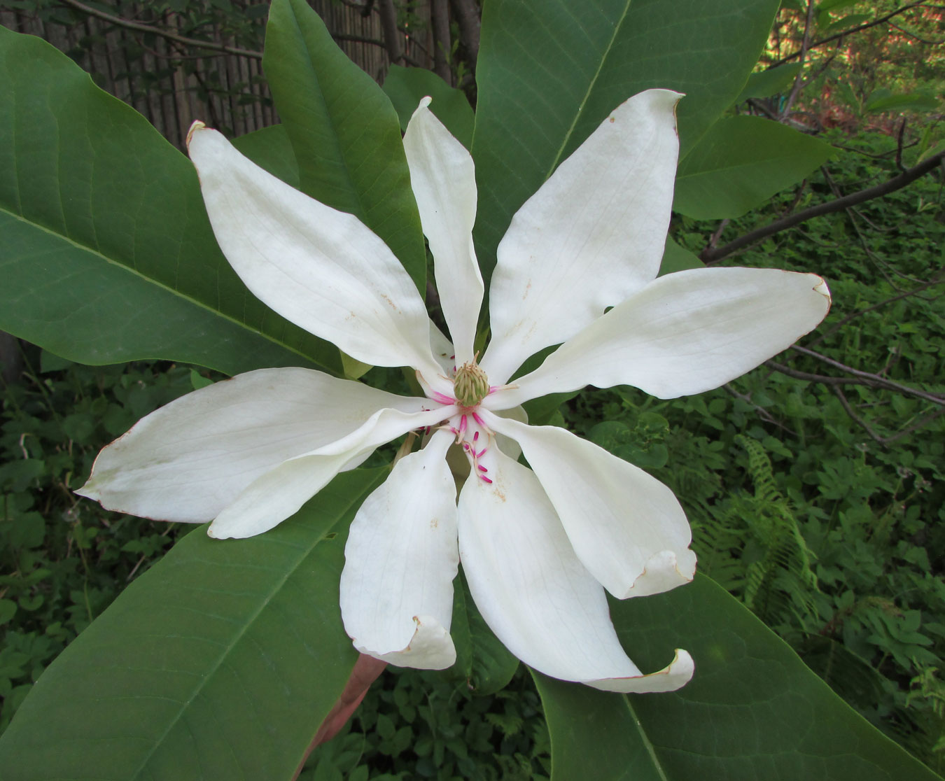 Изображение особи Magnolia tripetala.