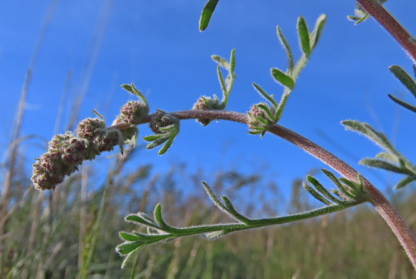 Image of Turaniphytum eranthemum specimen.