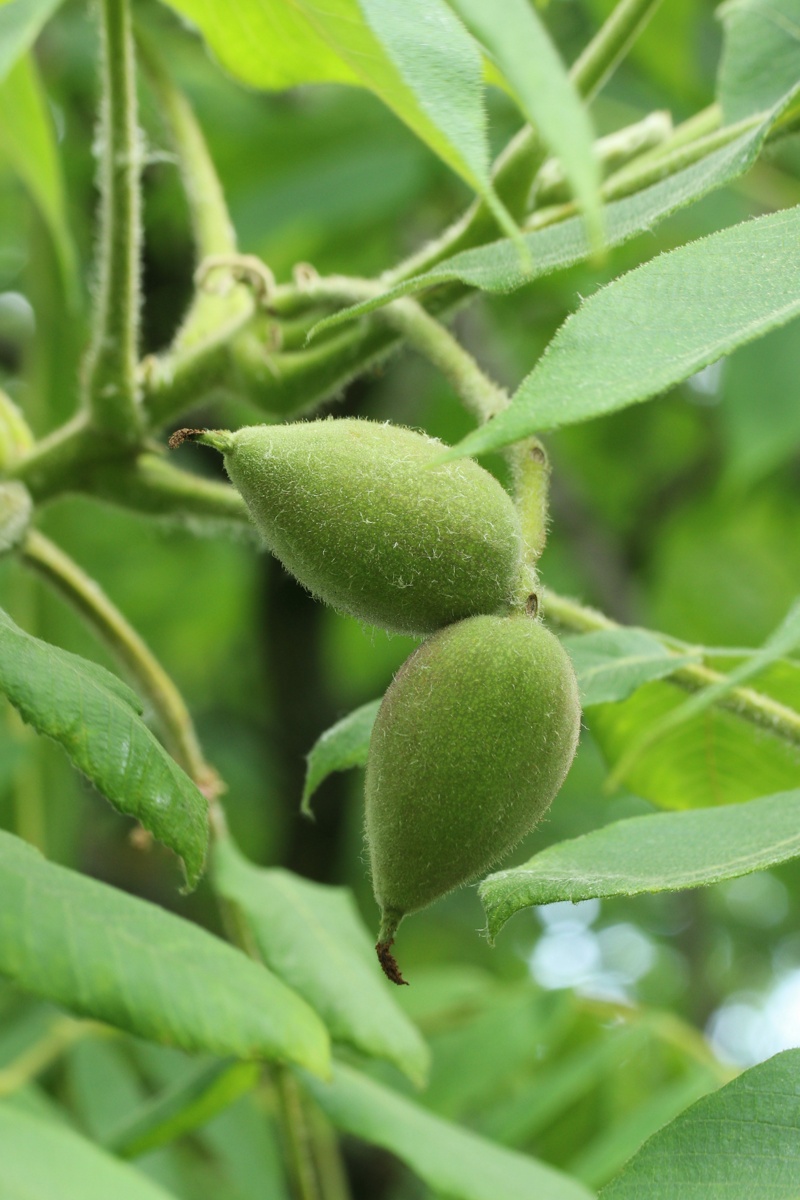 Image of Juglans mandshurica specimen.