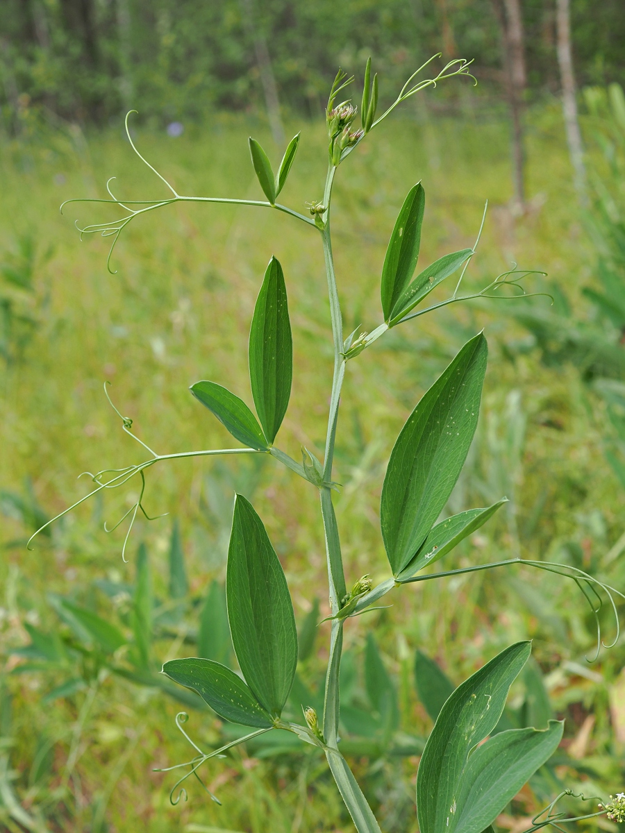 Image of Lathyrus sylvestris specimen.