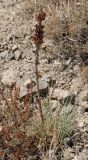 Смотреть изображение Asphodeline taurica