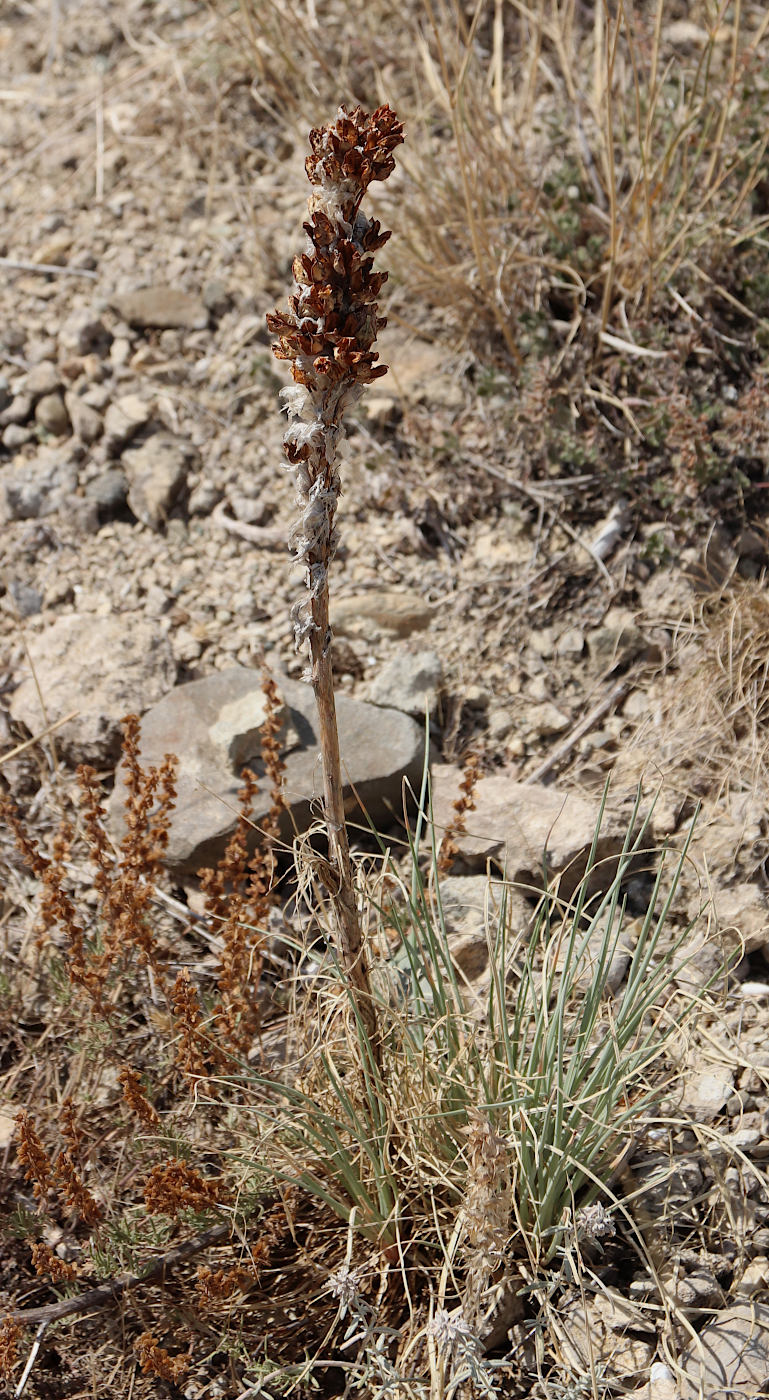 Изображение особи Asphodeline taurica.